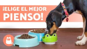 pienso-para-perros-marcas