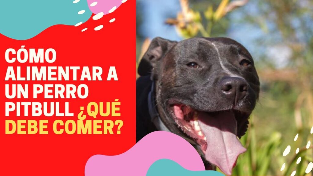 pienso para perros pitbull