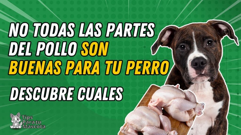 pienso para perros que no lleve pollo