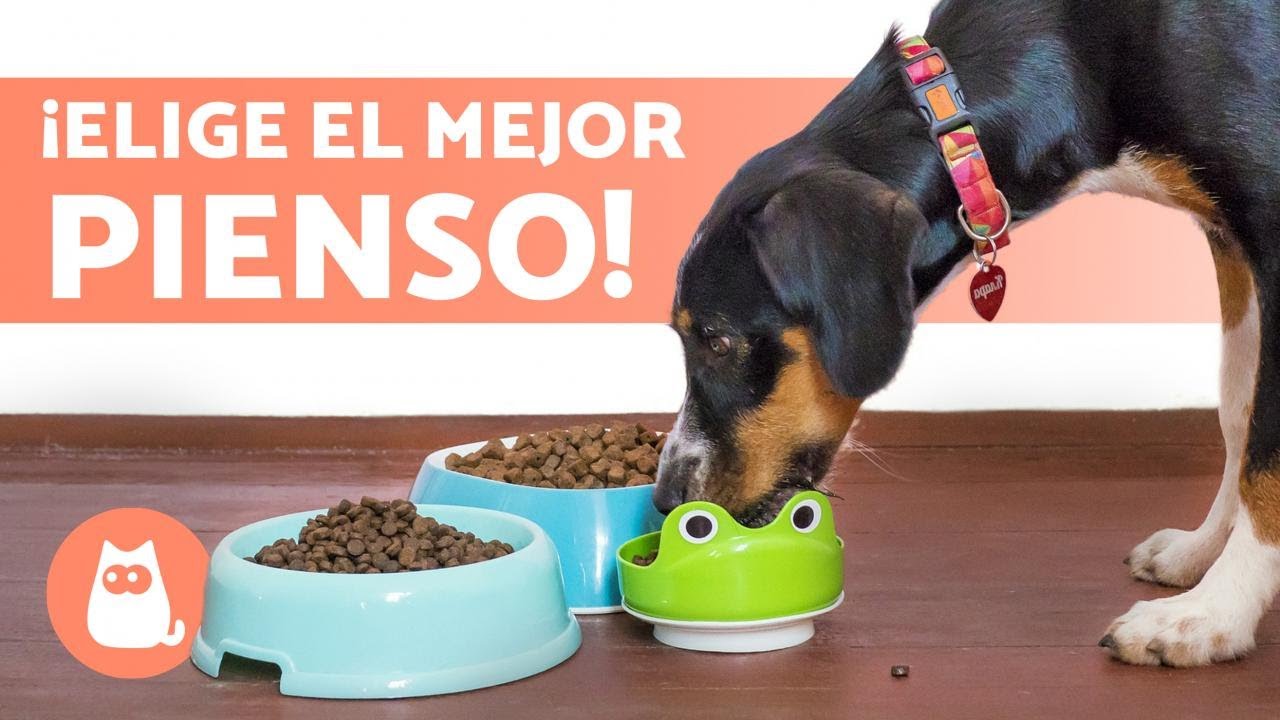 pienso para perros