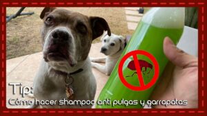 shampoo-para-perros-antipulgas-y-garrapatas