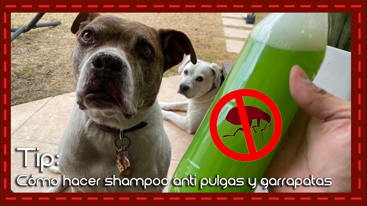 shampoo para perros antipulgas y garrapatas
