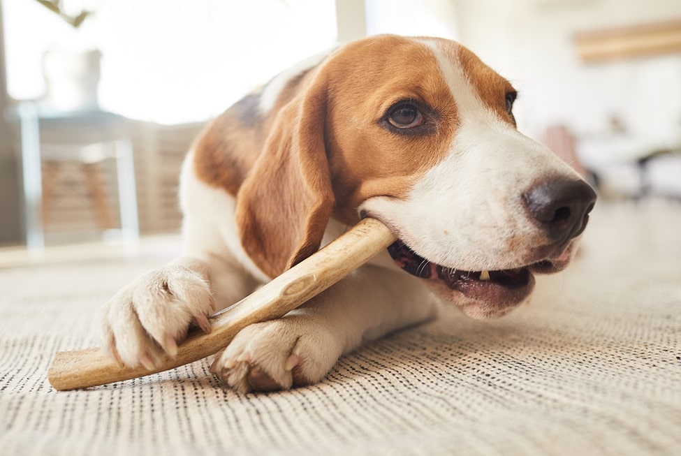 Beneficios de los snacks para perros