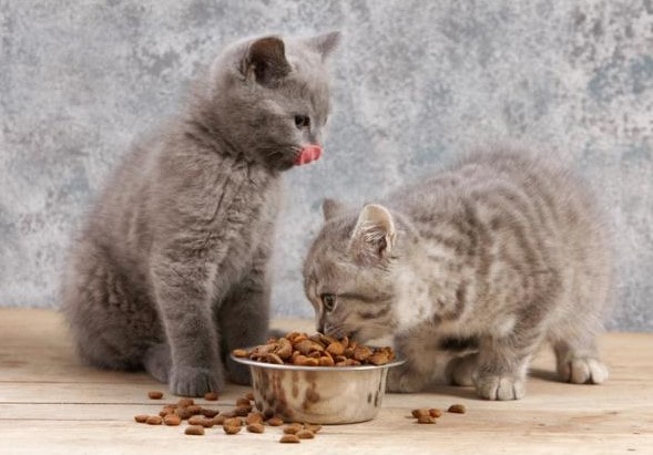 Beneficios del pienso para gatos sin cereales