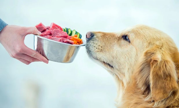 Cómo introducir nuevos alimentos en la dieta de un perro