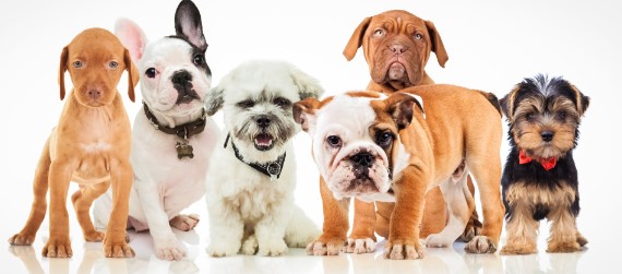 Consejos para elegir la raza de perro adecuada