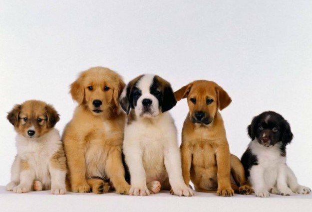 Factores a considerar al elegir una raza de perro
