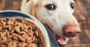 Guía Completa para la Alimentación de Perros: Consejos, Tipos de Alimentos y Marcas Recomendadas