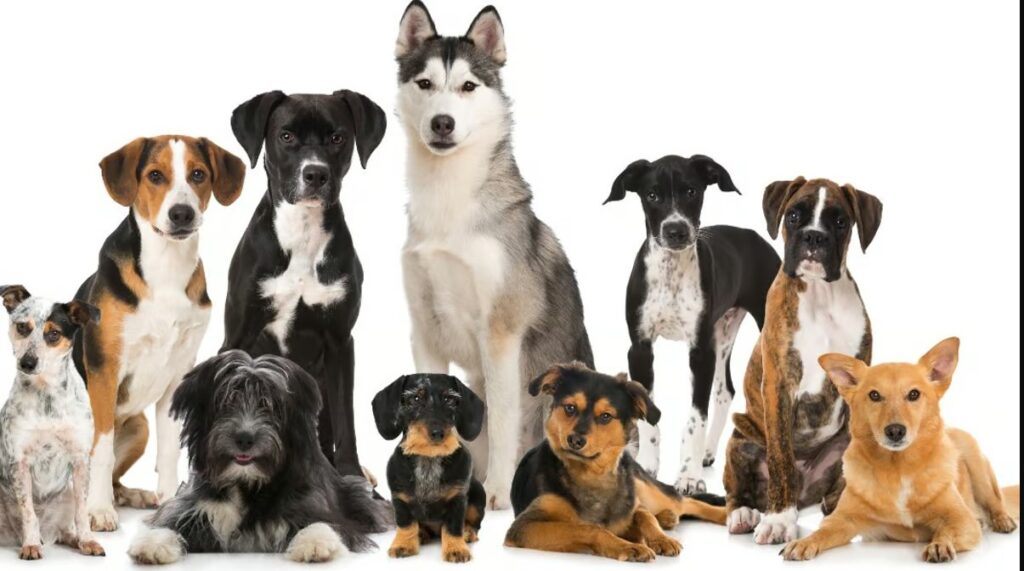 ¿Qué es una raza de perro?